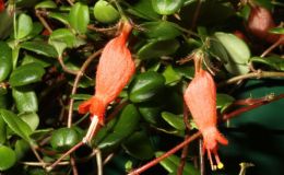 2015 Convention – New World Gesneriads in Flower – Fibrous-Rooted - Class 19 other New world fibrous-rooted gesneriadsJUDGES AWARD OF MERIT