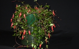 2015 Convention – New World Gesneriads in Flower – Fibrous-Rooted - Class 19 other New world fibrous-rooted gesneriadsJUDGES AWARD OF MERIT