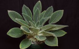 2015 Convention – Old World Gesneriads in Flower – Class 21 Petrocosmea