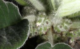 2015 Convention – Old World Gesneriads in Flower – Class 21 Petrocosmea