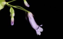 2015 Convention – Old World Gesneriads in Flower – Class 22 Primulina species