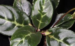 2015 Convention – Old World Gesneriads in Flower – Class 22 Primulina species