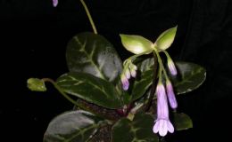 2015 Convention – Old World Gesneriads in Flower – Class 22 Primulina species