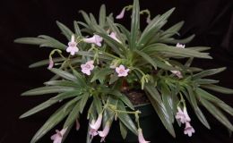 2015 Convention – Old World Gesneriads in Flower – Class 23 Primulina hybrids BEST IN SECTION D