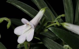 2015 Convention – Old World Gesneriads in Flower – Class 23 Primulina hybrids BEST IN SECTION D