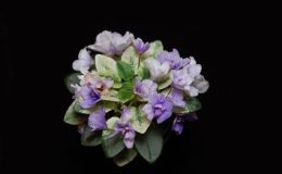 2015 Convention – Old World Gesneriads in Flower – Class 25 Saintpaulia hybrids classified as miniatures (maximum 6" diameter)