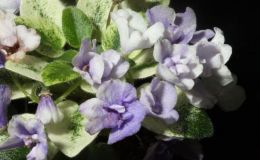 2015 Convention – Old World Gesneriads in Flower – Class 25 Saintpaulia hybrids classified as miniatures (maximum 6" diameter)