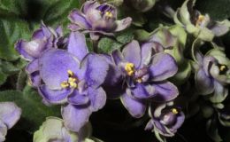 2015 Convention – Old World Gesneriads in Flower – Class 26 Saintpaulia hybrids classified as semi-miniatures (maximum 8" diameter)