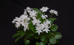 2015 Convention – Old World Gesneriads in Flower – Class 28 Saintpaulia trailers