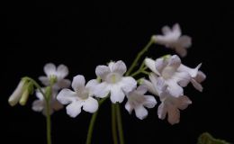 2015 Convention – Old World Gesneriads in Flower – Class 30 Streptocarpus, subgenus Streptocarpus, speciesBEST STREPTOCARPUS