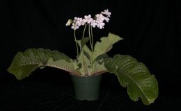 2015 Convention – Old World Gesneriads in Flower – Class 30 Streptocarpus, subgenus Streptocarpus, speciesBEST STREPTOCARPUS