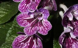 2015 Convention – Old World Gesneriads in Flower – Class 31 Streptocarpus, subgenus Streptocarpus, hybrids