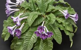 2015 Convention – Old World Gesneriads in Flower – Class 31 Streptocarpus, subgenus Streptocarpus, hybrids