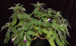 2015 Convention – Old World Gesneriads in Flower – Class 33 other old world gesneriads
