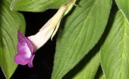 2015 Convention – Old World Gesneriads in Flower – Class 33 other old world gesneriads