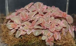2015 Convention – Gesneriads Grown for ornamental Qualities other Than Flowers - Class 35 Episcia with pink and/or cream leaf variegation BEST IN SECTION E