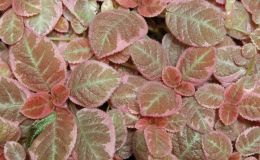 2015 Convention – Gesneriads Grown for ornamental Qualities other Than Flowers - Class 35 Episcia with pink and/or cream leaf variegation BEST IN SECTION E