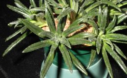 2015 Convention – Gesneriads Grown for ornamental Qualities other Than Flowers - Class 36 Primulina