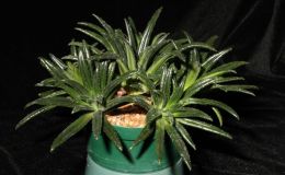 2015 Convention – Gesneriads Grown for ornamental Qualities other Than Flowers - Class 36 Primulina