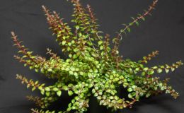 2015 Convention – Gesneriads Grown for ornamental Qualities other Than Flowers - Class 38 other New world gesneriads, species or hybrids