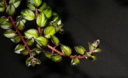 2015 Convention – Gesneriads Grown for ornamental Qualities other Than Flowers - Class 38 other New world gesneriads, species or hybrids
