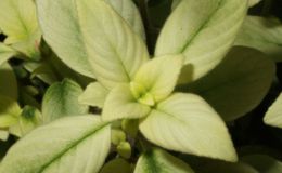 2015 Convention – Gesneriads Grown for ornamental Qualities other Than Flowers - Class 39A other old world gesneriads, species or hybridJUDGES AWARD OF MERIT