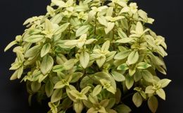2015 Convention – Gesneriads Grown for ornamental Qualities other Than Flowers - Class 39A other old world gesneriads, species or hybridJUDGES AWARD OF MERIT