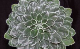 2015 Convention – New Gesneriads - Class 39B other old world gesneriads, species or hybridBEST PETROCOSMEA