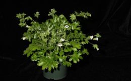 2015 Convention – New Gesneriads - Class  40 Species in flower BEST IN SECTION F