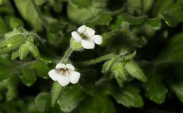 2015 Convention – New Gesneriads - Class  40 Species in flower BEST IN SECTION F