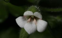 2015 Convention – New Gesneriads - Class  40 Species in flower BEST IN SECTION F