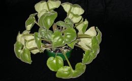 2015 Convention – New Gesneriads - Species not in flower