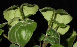 2015 Convention – New Gesneriads - Species not in flower