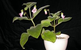 2015 Convention – New Gesneriads - Class  42 Hybrids or named cultivars in flower