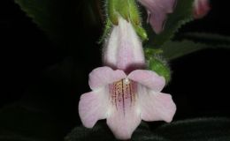 2015 Convention – New Gesneriads - Class  42 Hybrids or named cultivars in flower
