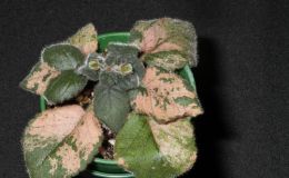 2015 Convention – New Gesneriads - Class  43 Hybrids or named cultivars not in flower