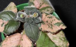 2015 Convention – New Gesneriads - Class  43 Hybrids or named cultivars not in flower