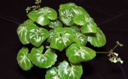 2015 Convention – Lesser-Known Gesneriads Seldom Grown or Seen in Shows - Class  44 In flower BEST IN SECTION G