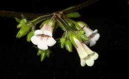 2015 Convention – Lesser-Known Gesneriads Seldom Grown or Seen in Shows - Class  44 In flower BEST IN SECTION G