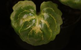 2015 Convention – Lesser-Known Gesneriads Seldom Grown or Seen in Shows - Class  44 In flower BEST IN SECTION G