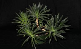 2015 Convention – Trained or Sculptured Gesneriads - Class  46 bonsai, topiary, espaliered, or other style BEST IN SECTION HJUDGES AWARD OF MERIT