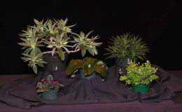 2015 Convention – Collections of Gesneriads - Class 49 Single genus BEST IN SECTION J BEST PRIMULINA RUNNER-UP TO BEST IN SHOW