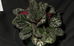 2015 Convention – Collections of Gesneriads - Class 49 Single genus BEST IN SECTION J RUNNER-UP TO BEST IN SHOW
