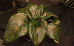 2015 Convention – Collections of Gesneriads - Class 49 Single genus BEST IN SECTION J RUNNER-UP TO BEST IN SHOW