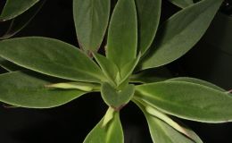 2015 Convention – Collections of Gesneriads - Class 49 Single genus BEST IN SECTION J RUNNER-UP TO BEST IN SHOW