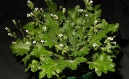 2015 Convention – Collections of Gesneriads - Class 49 Single genus BEST IN SECTION J RUNNER-UP TO BEST IN SHOW