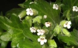 2015 Convention – Collections of Gesneriads - Class 49 Single genus BEST IN SECTION J RUNNER-UP TO BEST IN SHOW