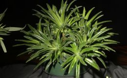 2015 Convention – Collections of Gesneriads - Class 49 Single genus BEST IN SECTION J RUNNER-UP TO BEST IN SHOW