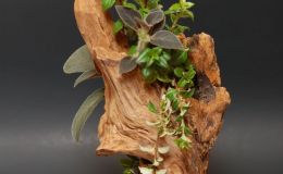 2015 Convention –  Arrangements of Fresh-Cut, Dried, and/or Growing Gesneriad Material - Class 54 “Muir Woods”