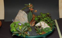 2015 Convention – Plantings of Growing Gesneriad Material - Class 65 Tray Landscape